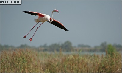 Flamant rose