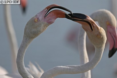 Flamant rose