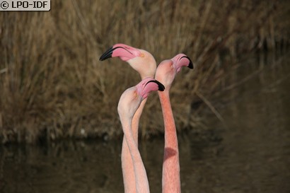 Flamant rose