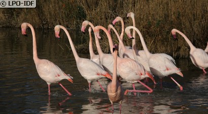 Flamant rose