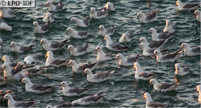 Fulmar boréal