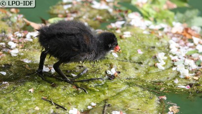 Gallinule poule-d'eau