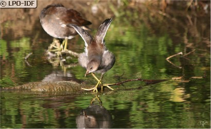 Gallinule poule-d'eau