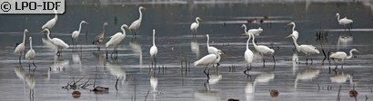 Grande Aigrette
