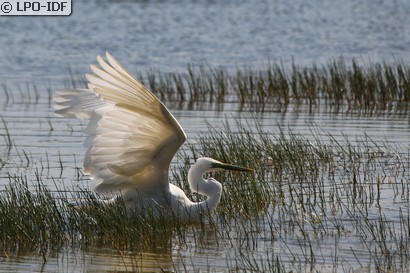 Grande Aigrette
