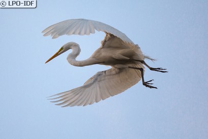 Grande Aigrette