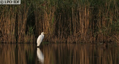Grande Aigrette