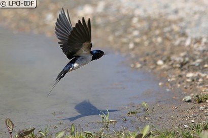 Hirondelle rustique