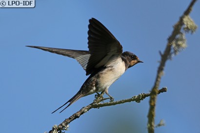 Hirondelle rustique