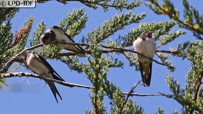 Hirondelle rustique