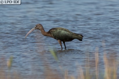 Ibis falcinelle
