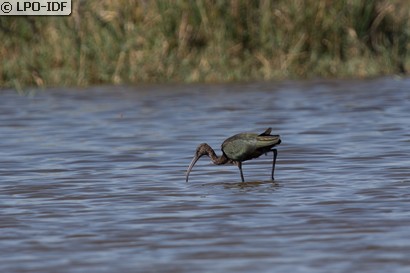 Ibis falcinelle