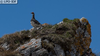 Lagopède alpin