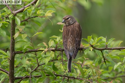 Linotte mélodieuse