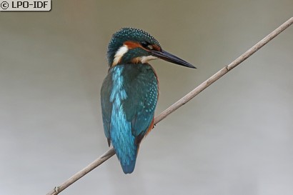 Martin-pêcheur d'Europe