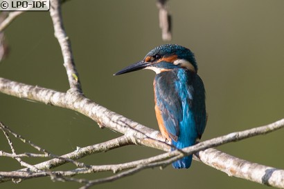 Martin-pêcheur d'Europe