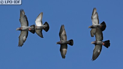 Pigeon biset
