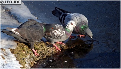Pigeon biset