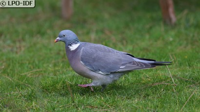 Pigeon ramier