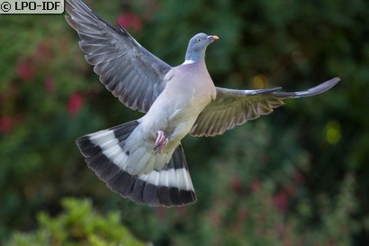 Pigeon ramier