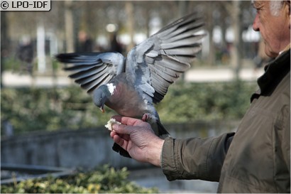 Pigeon ramier