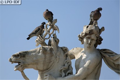Pigeon ramier