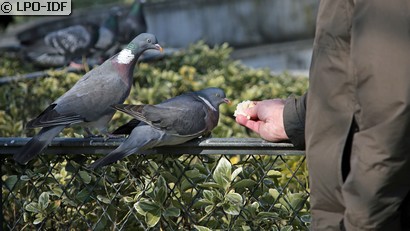 Pigeon ramier