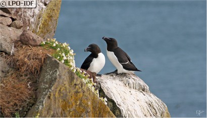 Pingouin torda