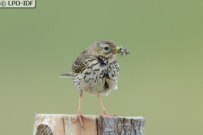 Pipit farlouse