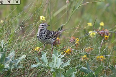 Pipit farlouse