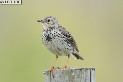 Pipit farlouse