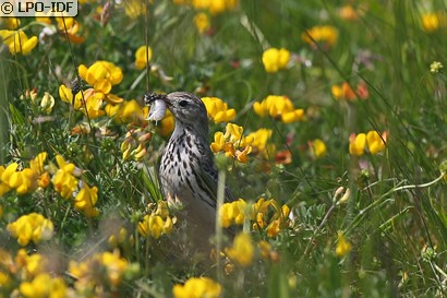 Pipit farlouse