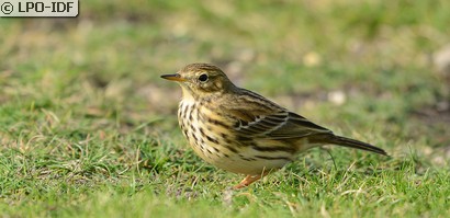 Pipit farlouse