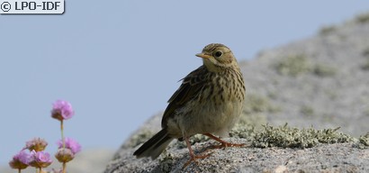 Pipit farlouse