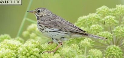Pipit farlouse
