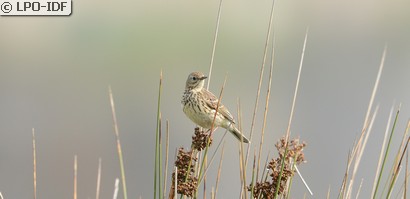 Pipit farlouse