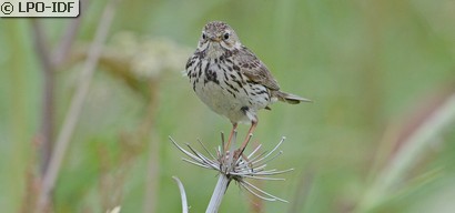 Pipit farlouse