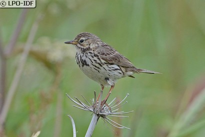 Pipit farlouse