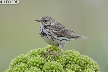 Pipit farlouse