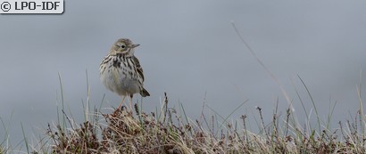 Pipit farlouse