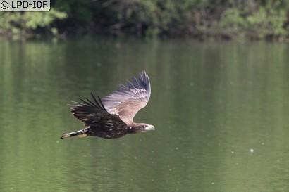 Pygargue à queue blanche
