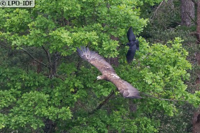 Pygargue à queue blanche