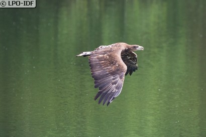Pygargue à queue blanche