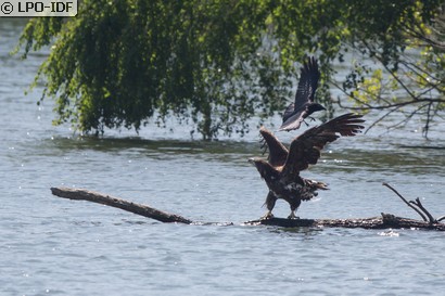 Pygargue à queue blanche