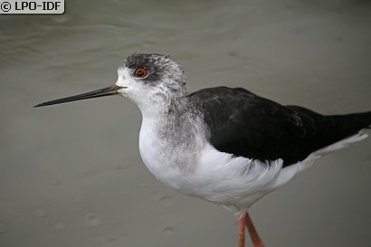 Échasse blanche