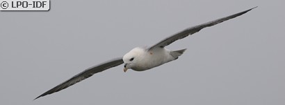 Fulmar boréal