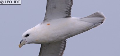 Fulmar boréal