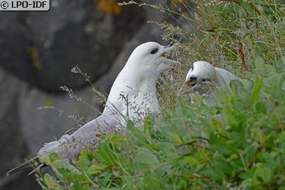 Fulmar boréal
