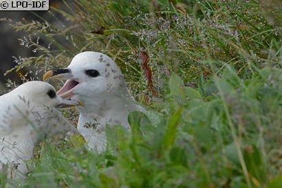 Fulmar boréal
