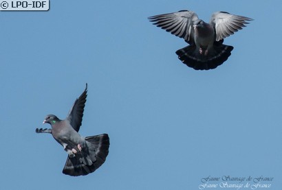 Pigeon colombin
